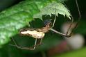 Tetragnatha_montana_D3734_Z_80_Vinkenveense plassen_Nederland